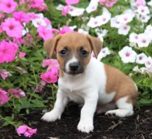 C.K.C MALE AND FEMALE JACK RUSSELL PUPPIES AVAILABLE Image eClassifieds4U