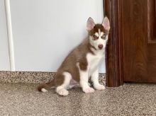 AKC male and Female Siberian Husky For sale Image eClassifieds4U
