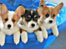 C K C Pembroke Welsh Corgi Puppies For Adoption Image eClassifieds4U