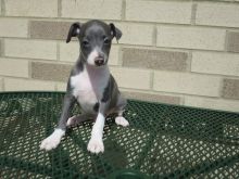 C.K.C MALE AND FEMALE ITALIAN GREYHOUND PUPPIES AVAILABLE Image eClassifieds4U