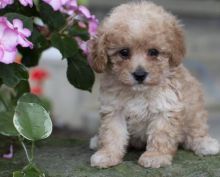 C.K.C MALE AND FEMALE TOY POODLE PUPPIES AVAILABLE Image eClassifieds4U
