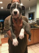 C.K.C MALE AND FEMALE AMERICAN PITBULL TERRIER PUPPIES AVAILABLE