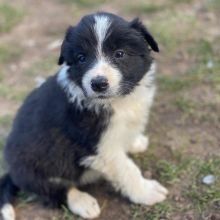 C.K.C MALE AND FEMALE BORDER COLLIE PUPPIES AVAILABLE