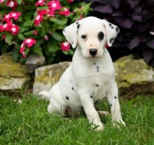 C.K.C MALE AND FEMALE DALMATIAN PUPPIES AVAILABLE