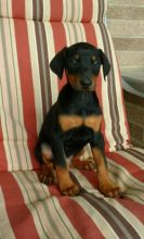 C.K.C MALE AND FEMALE Doberman Pinscher PUPPIES AVAILABLE