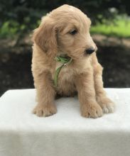 C.K.C MALE AND FEMALE GOLDENDOODLE PUPPIES AVAILABLE️