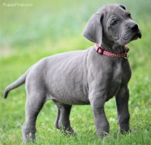 C.K.C MALE AND FEMALE GREAT DANE PUPPIES AVAILABLE