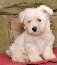 C.K.C MALE AND FEMALE HAVANESE PUPPIES AVAILABLE