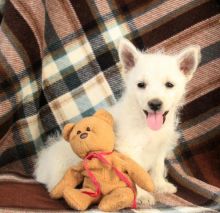 C.K.C MALE AND FEMALE WEST HIGHLAND TERRIER PUPPIES AVAILABLE