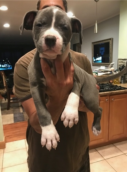 C.K.C MALE AND FEMALE AMERICAN PITBULL TERRIER PUPPIES AVAILABLE Image eClassifieds4u