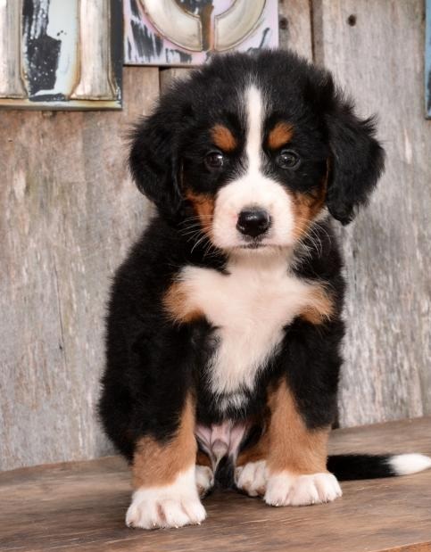 C.K.C MALE AND FEMALE BERNESE MOUNTAIN DOG PUPPIES AVAILABLE️ Image eClassifieds4u
