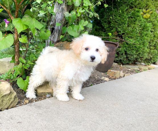 C.K.C MALE AND FEMALE BICHON FRISE PUPPIES AVAILABLE Image eClassifieds4u