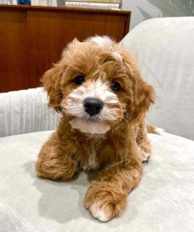 C.K.C MALE AND FEMALE CAVAPOO PUPPIES AVAILABLE️ Image eClassifieds4u