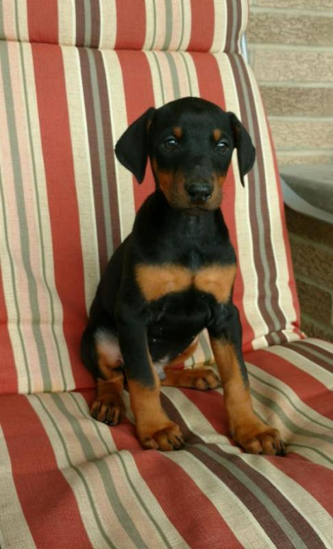 C.K.C MALE AND FEMALE Doberman Pinscher PUPPIES AVAILABLE Image eClassifieds4u