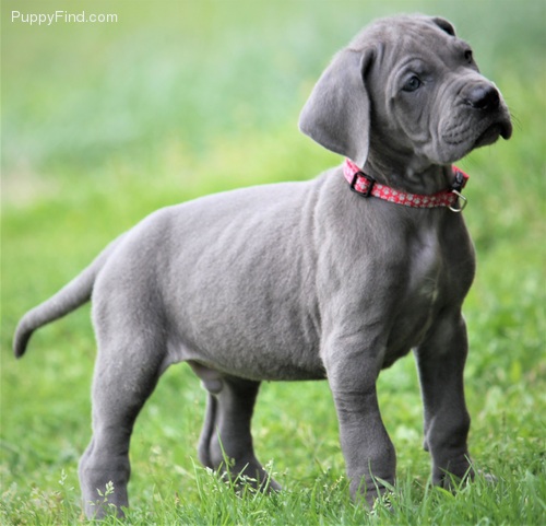 C.K.C MALE AND FEMALE GREAT DANE PUPPIES AVAILABLE Image eClassifieds4u