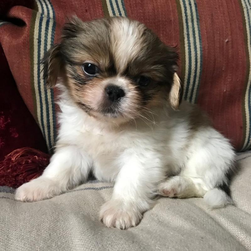 C.K.C MALE AND FEMALE PEKINGESE PUPPIES AVAILABLE Image eClassifieds4u