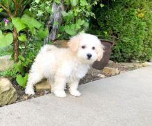 C.K.C MALE AND FEMALE BICHON FRISE PUPPIES AVAILABLE Image eClassifieds4U