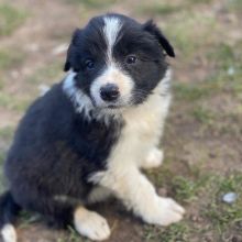 C.K.C MALE AND FEMALE BORDER COLLIE PUPPIES AVAILABLE Image eClassifieds4U