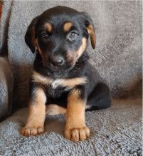 11 weeks old Rottweiler puppies