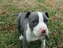 American Staffordshire Terrier puppies