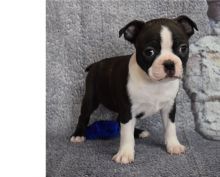 Charming Boston terrier puppies