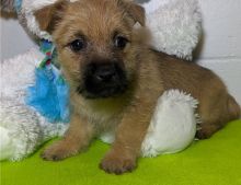 Cute Cairn Terrier Puppies