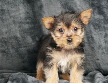 Cute Yorkshire terrier puppies available