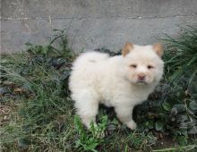 Healthy Chow Chow puppies