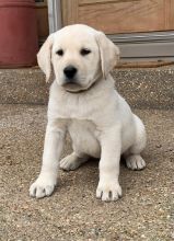 Labrador Retriever puppies available
