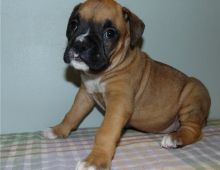 male and female Boxer Puppies