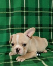 male and female French bulldog puppies