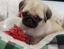 male and female KC Pug puppies