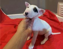 Registered Bull terrier puppies