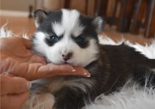 Top quality Pomsky puppies