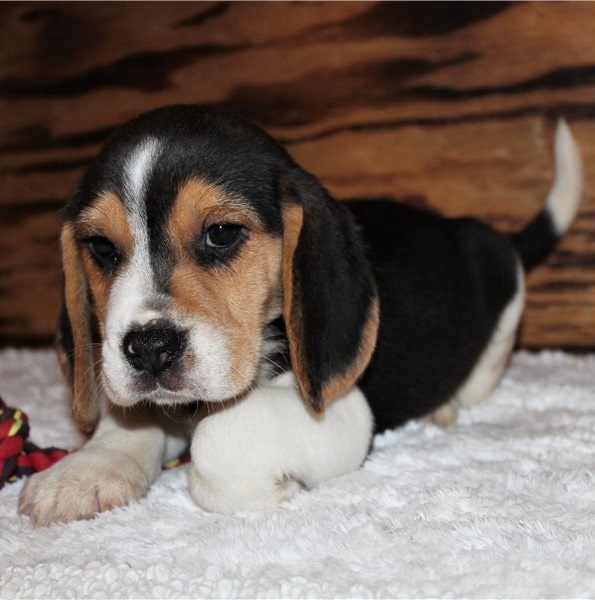 Beautiful Beagle puppies Image eClassifieds4u