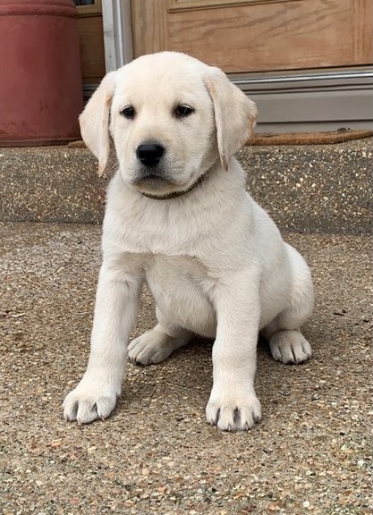 Labrador Retriever puppies available Image eClassifieds4u