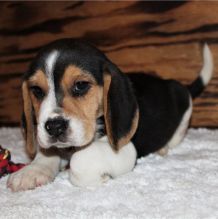 Beautiful Beagle puppies Image eClassifieds4U