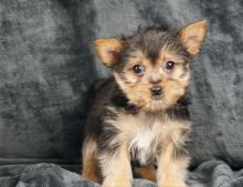 Cute Yorkshire terrier puppies available Image eClassifieds4U
