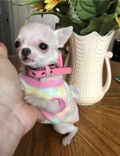 Lovely Chihuahua puppies Image eClassifieds4U