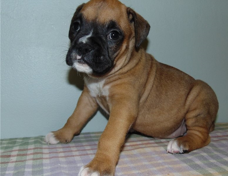 male and female Boxer Puppies Image eClassifieds4u