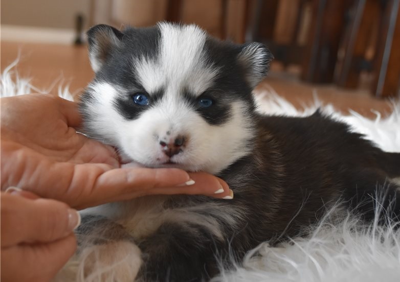 Top quality Pomsky puppies Image eClassifieds4u