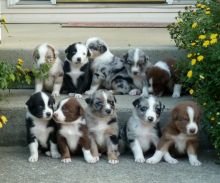 Charming Australian Shepherd puppies available