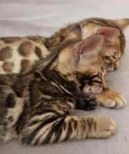 House Bengal kittens for sale for Adoption Text or call us(805) 625-9471‬ (callumharry17@gmail.com