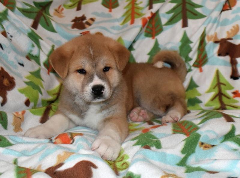 Akita Inu Puppies - Updated On All Shots Available For Rehoming Image eClassifieds4u