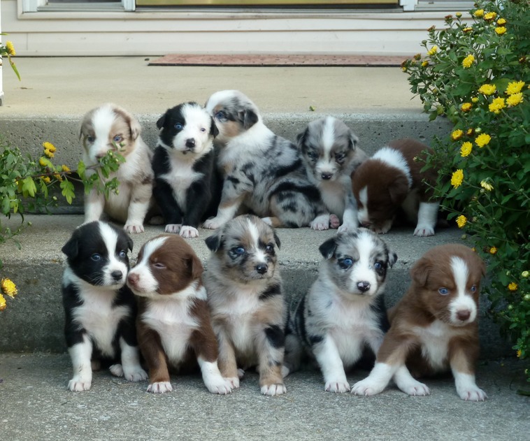 Charming Australian Shepherd puppies available Image eClassifieds4u