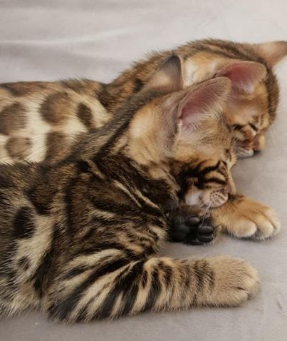 House Bengal kittens for sale for Adoption Text or call us(805) 625-9471‬ (callumharry17@gmail.com Image eClassifieds4u