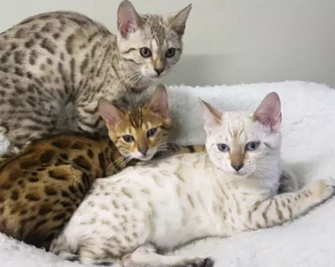 House Bengal kittens for sale for Adoption Text or call us(805) 625-9471‬ (callumharry17@gmail.com Image eClassifieds4u