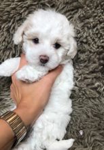 AWESOME PERSONALITY MALTESE PUPPIES FOR ADOPTION