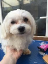 AWESOME PERSONALITY MALTESE PUPPIES FOR ADOPTION