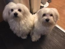 AWESOME PERSONALITY MALTESE PUPPIES FOR ADOPTION